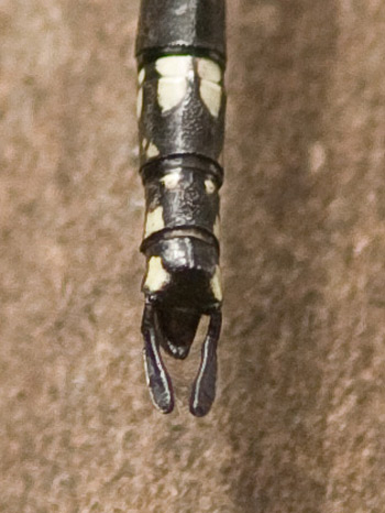 Austroaeschna parvistigma